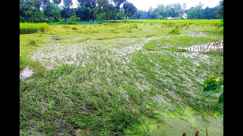 সরিষাবাড়ীতে বৃষ্টিপাতে ১৮৬ হেক্টর জমির ফসলের ক্ষতি