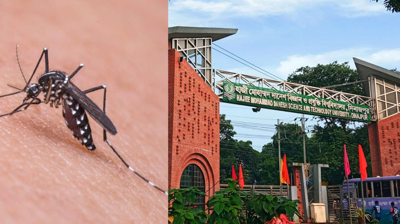 মশার উপদ্রবে ভোগান্তিতে হাবিপ্রবি শিক্ষার্থীরা, নির্বিকার প্